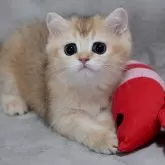 ブリティッシュショートヘア
