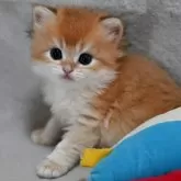 ブリティッシュショートヘア【山形県・男の子・2025年5月7日・ゴールデン】の写真1