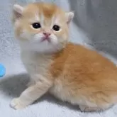 ブリティッシュショートヘア