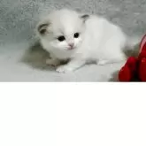 ラグドール【山形県・女の子・2025年8月10日・ブルーポイントバイカラー】の写真14