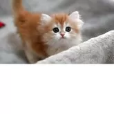 ブリティッシュショートヘア【山形県・女の子・2025年4月16日・ゴールデン】の写真4