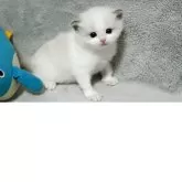 ラグドール【山形県・女の子・2025年8月10日・ブルーポイントバイカラー】の写真15