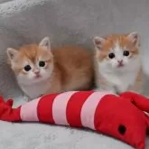 マンチカン(短足)【山形県・女の子・2025年12月4日・ブラウンタビー&ホワイト】の写真10