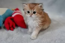 ブリティッシュショートヘア【山形県・男の子・2025年5月7日・ゴールデン】の写真12