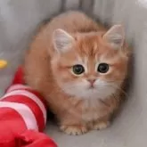 マンチカン(長足)【山形県・女の子・2025年9月8日・ゴールデン】の写真2