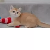 ブリティッシュショートヘア【山形県・男の子・2025年7月17日・ゴールデン】の写真6