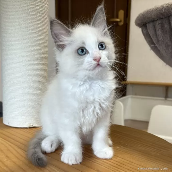 ID：2406-03232の子猫