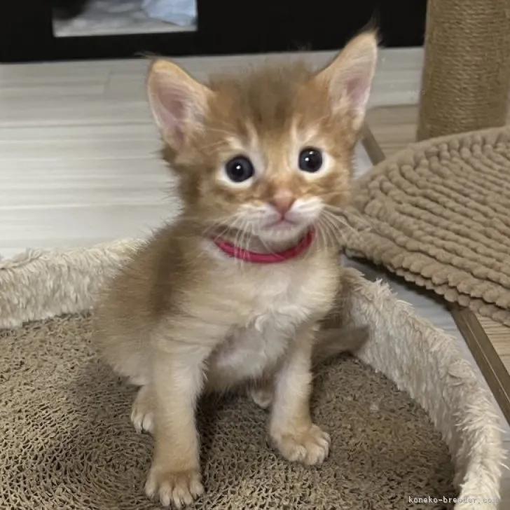 ID:2311-00656の子猫