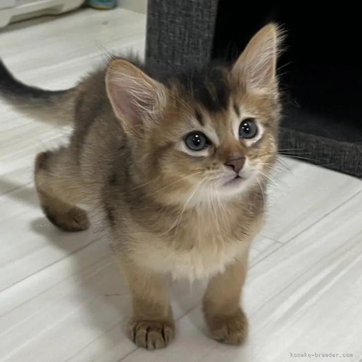 ID：2308-02559の子猫