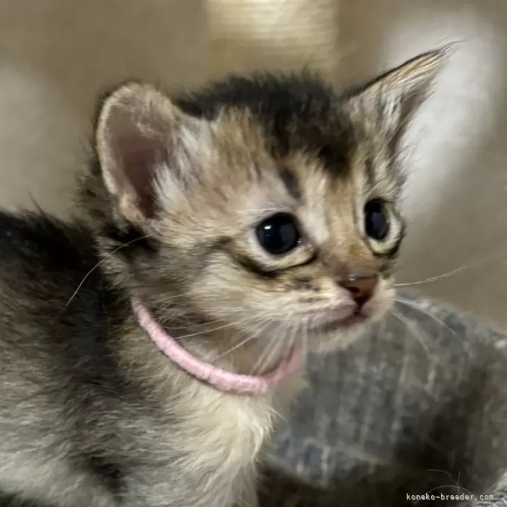 ID：2406-02378の子猫