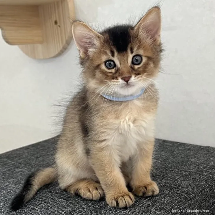 ID：2304-02876の子猫