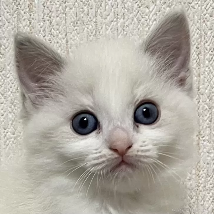 ID:2401-02238の子猫