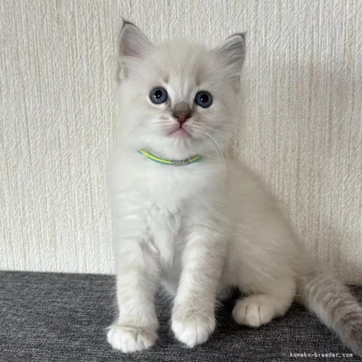 ID：2407-00088の子猫