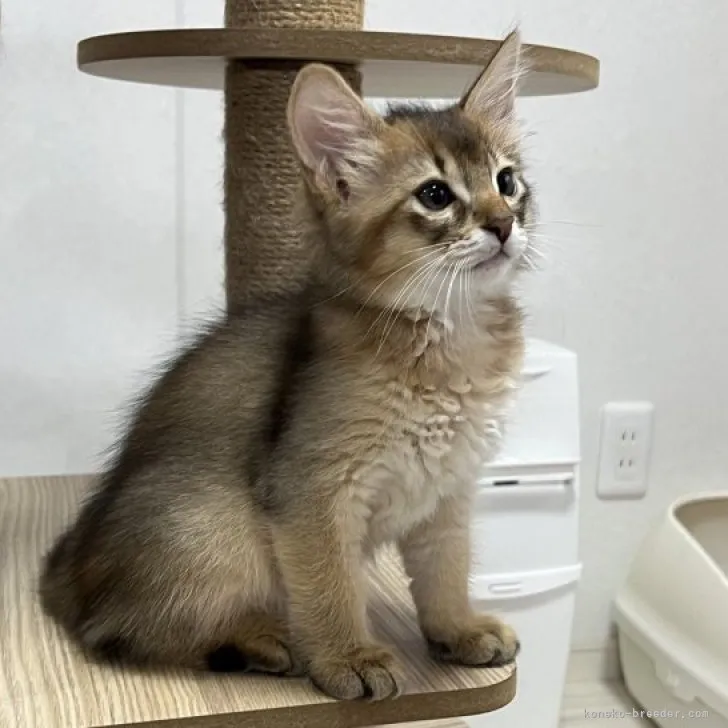 ID：2308-02561の子猫