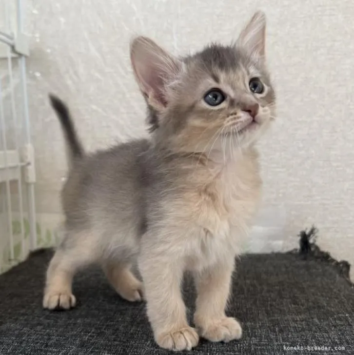 H.S 様のお迎えした子猫