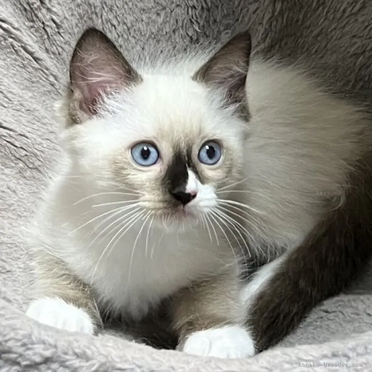 ID:2308-02985の子猫
