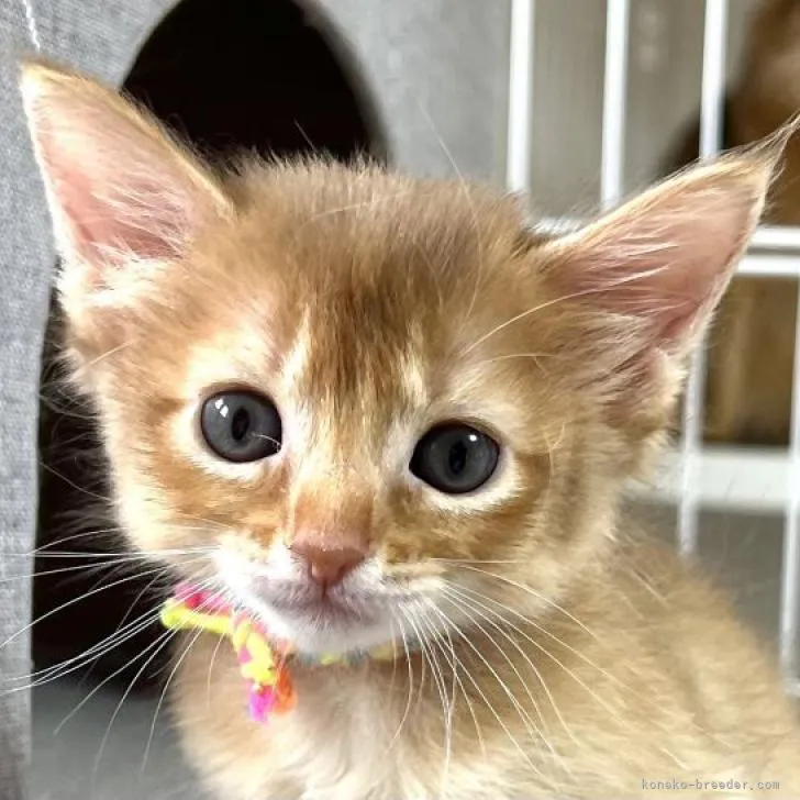 ID:2207-00194の子猫