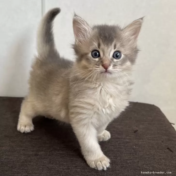 ID：2312-00871の子猫