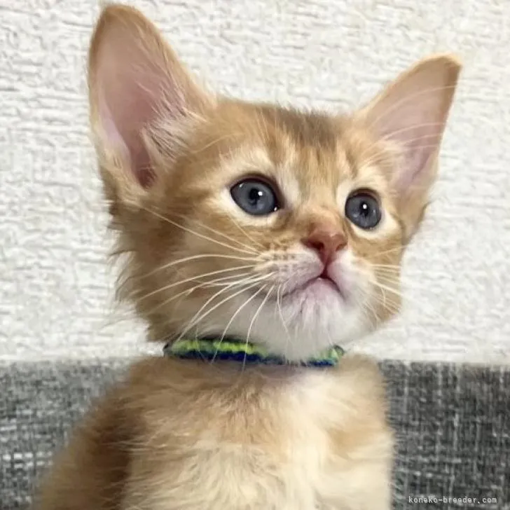 ID:2206-00975の子猫