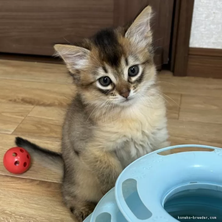 ID:2406-02376の子猫