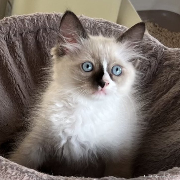 みぃみ 様のお迎えした子猫