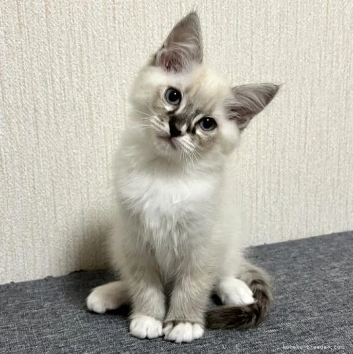 ID：2210-02362の子猫