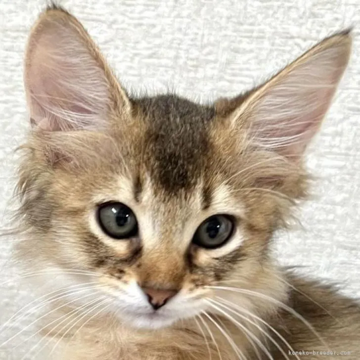 ID：2206-01560の子猫