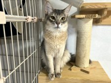 ソマリ【・男の子・2023年10月13日・ブルー】