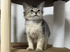 ソマリ【千葉県・男の子・2025年2月23日・ルディ】の写真9