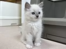 ラグドール【千葉県・男の子・2025年3月27日・ブルーポイントミテッド】の写真10