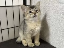 ソマリ【千葉県・男の子・2025年2月23日・ルディ】の写真10