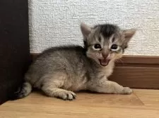 ソマリ【千葉県・男の子・2025年2月23日・ルディ】の写真14