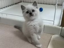 ラグドール【千葉県・男の子・2025年3月27日・ブルーポイントミテッド】の写真12