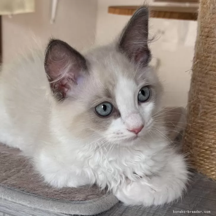 ID:2506-02337の子猫