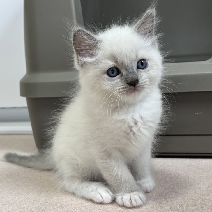 M.H 様のお迎えした子猫