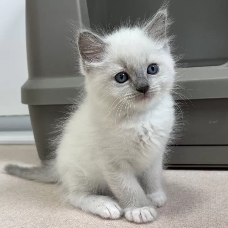 ID:2504-02834の子猫