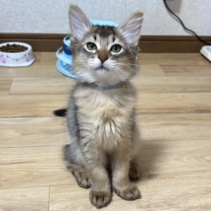 R 様のお迎えした子猫