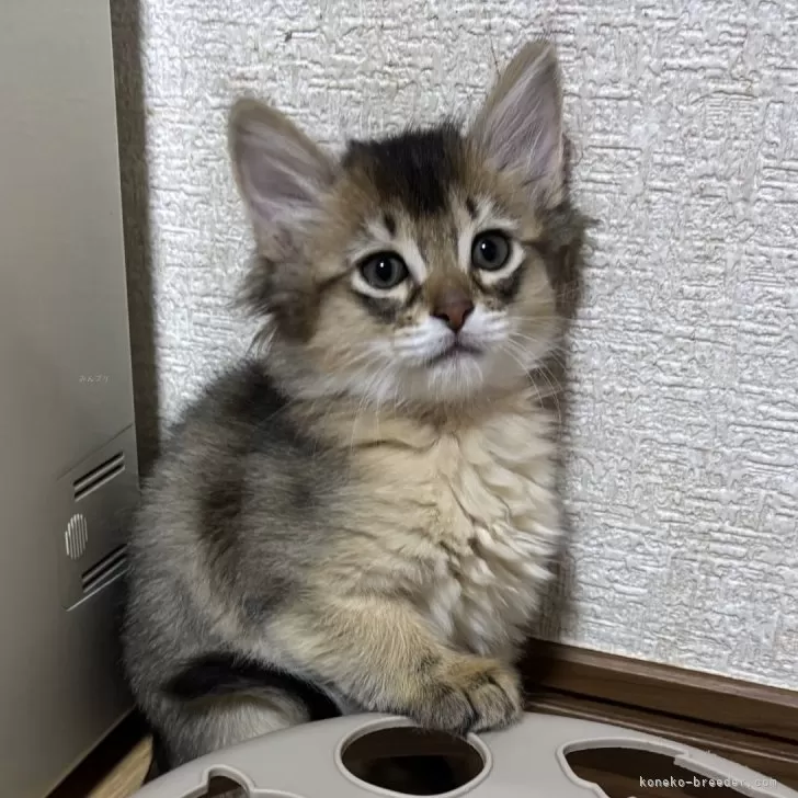 ID：2412-00276の子猫