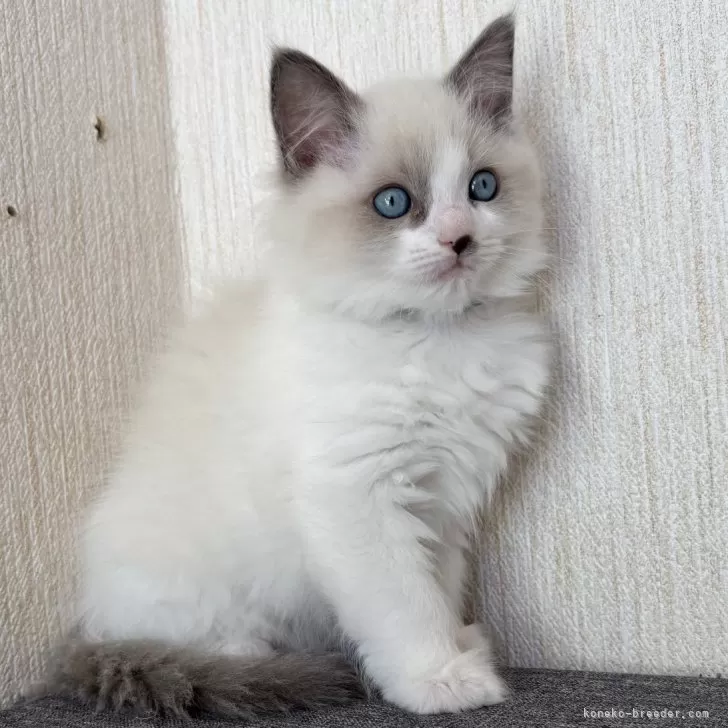 ID:2411-02051の子猫