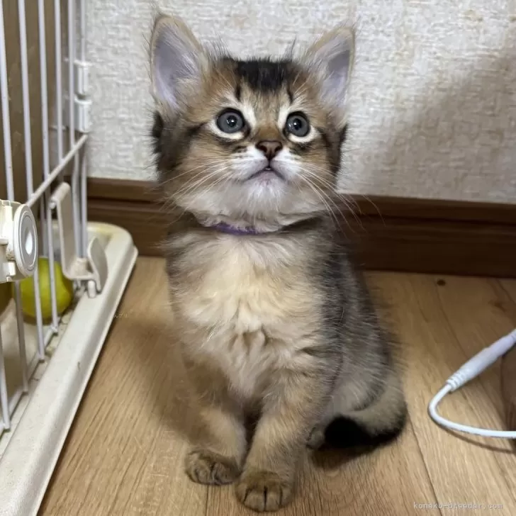 つるる 様のお迎えした子猫