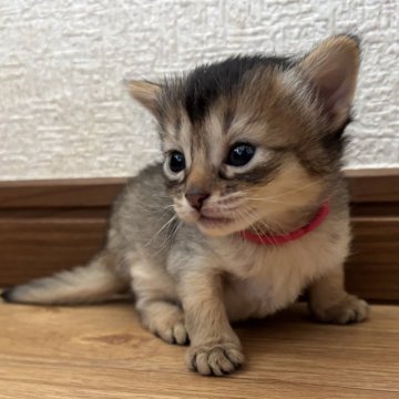 ソマリ【千葉県・女の子・2025年2月23日・ルディ（ふわふわモフモフ）】の写真「お母さん似の可愛い女の子」