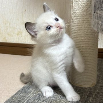 ラグドール【千葉県・男の子・2025年8月15日・シールポイントバイカラー（ふわふわロング）】の写真「活発でお遊び大好き元気な男の子」