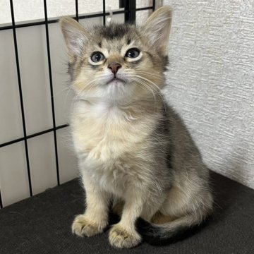 ソマリ【千葉県・男の子・2025年2月23日・ルディ（ふわふわモフモフ）】の写真「ルディの可愛い男の子」