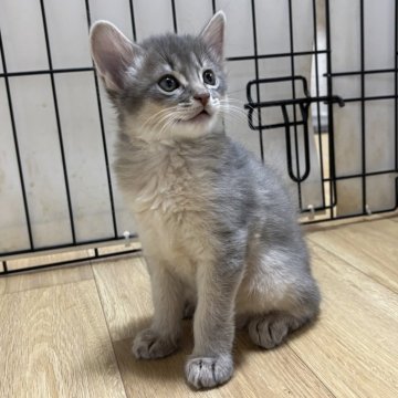 ソマリ【千葉県・男の子・2025年10月13日・ブルー（ふわふわモフモフ）】の写真「兄妹の中でも身体の大きい男の子」