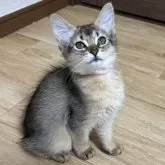 ソマリ