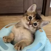 ソマリ