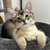 ソマリ