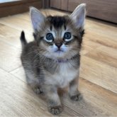 ソマリ