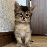 ソマリ