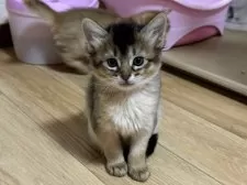 ソマリ【千葉県・女の子・2025年10月16日・ルディ】の写真2